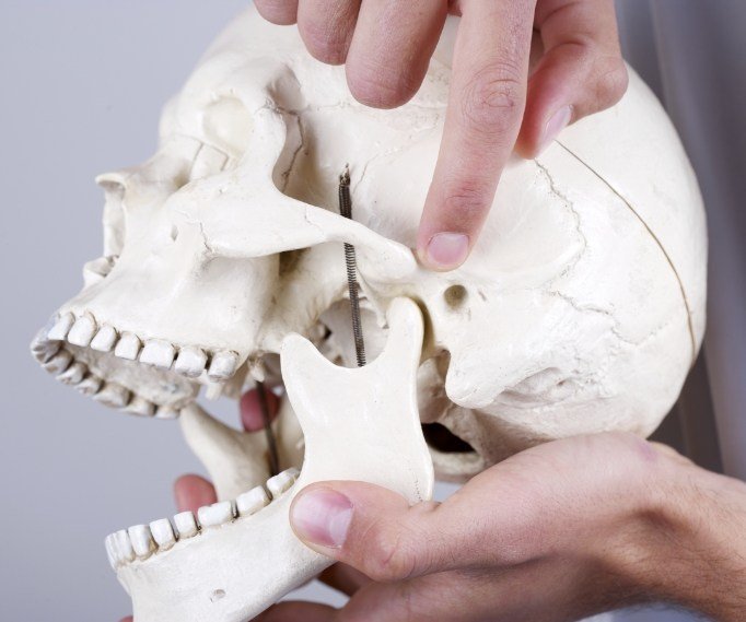 Person holding model of skull and pointing to jaw joint